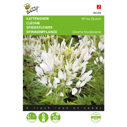 Buzzy® Spiderflower White Queen