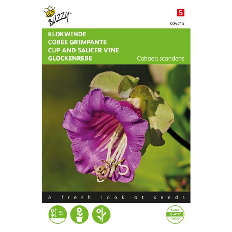 Buzzy® Cup and Saucer Vine