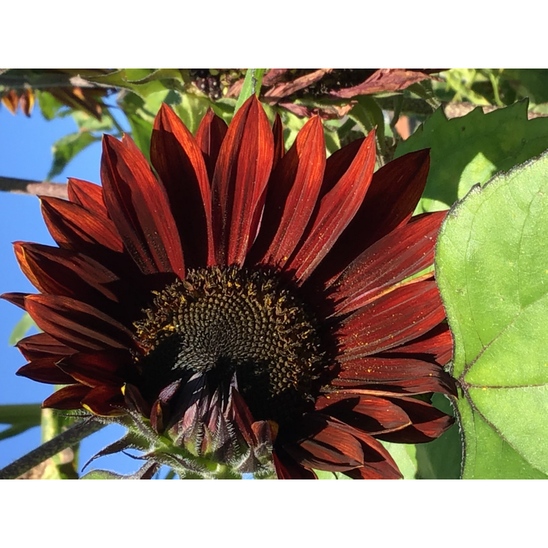 Buzzy® Sunflower Evening Sun