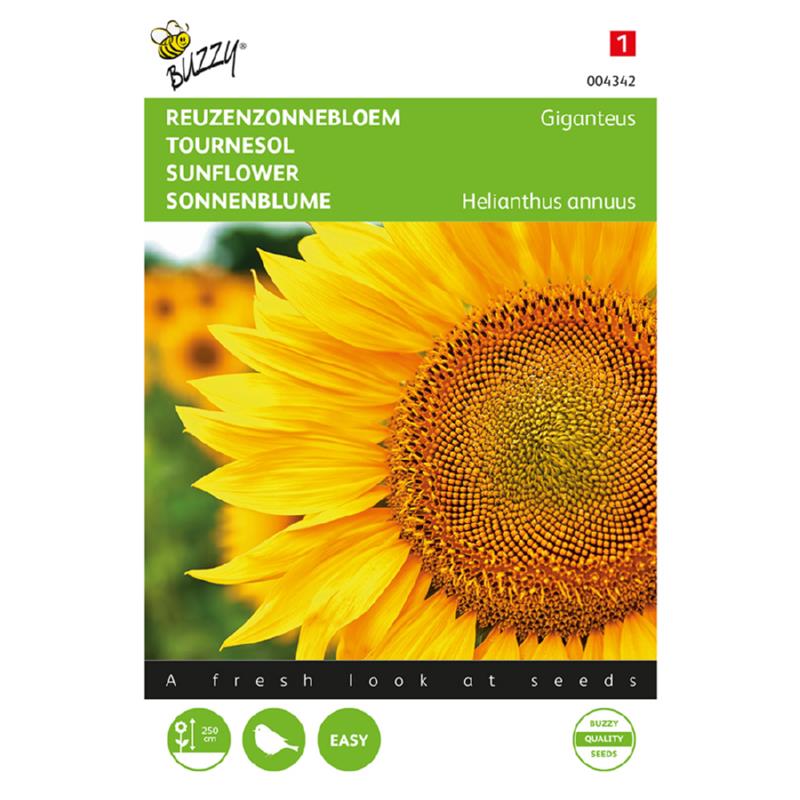 Buzzy® Sunflower single giant Giganteus