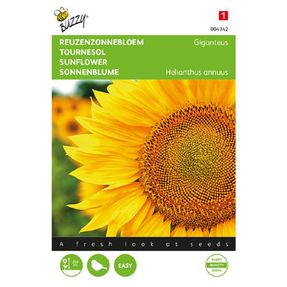 Buzzy® Sunflower single giant Giganteus