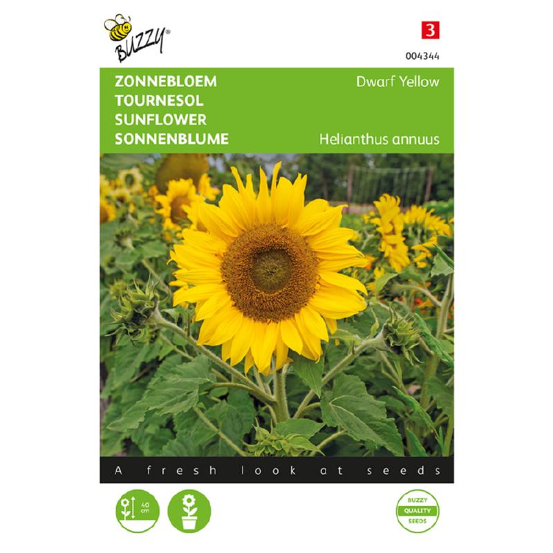 Buzzy® Sunflower dwarf Yellow