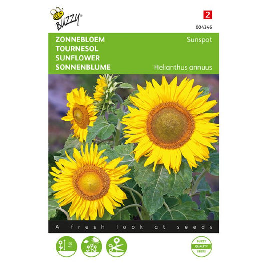 Buzzy® Dwarf Sunflower Sunspot, yellow