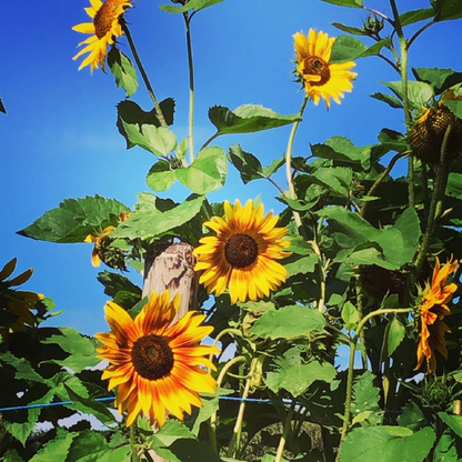 Buzzy® Sunflower Esther