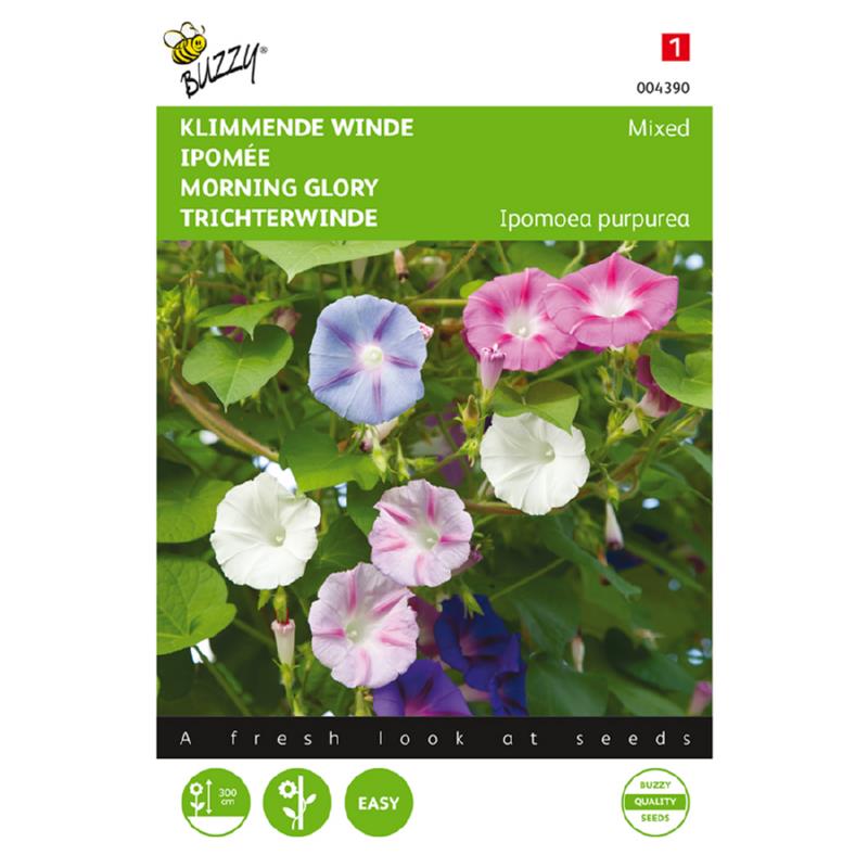 Buzzy® Morning glory Mixed