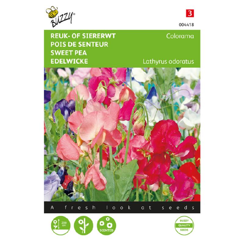 Buzzy® Sweet pea Colorama, mixed