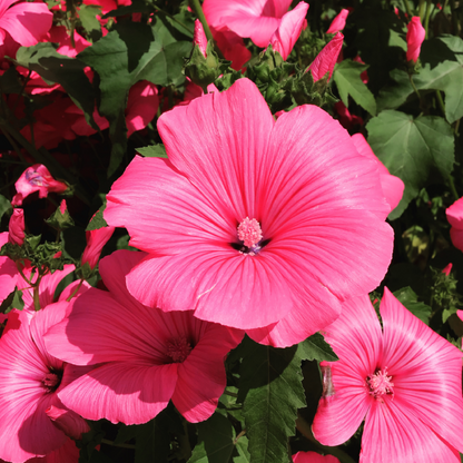 Buzzy® Mallow Pink/Red