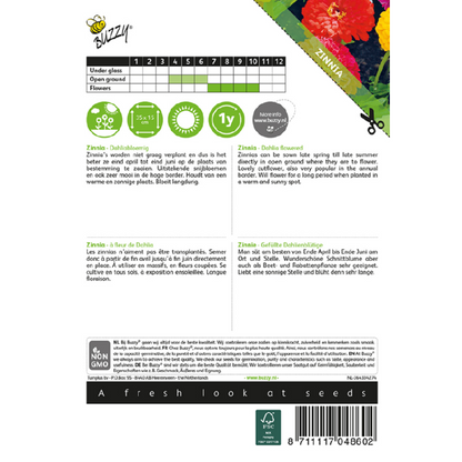 Buzzy® Zinnia Dahlia flowered, double mixed