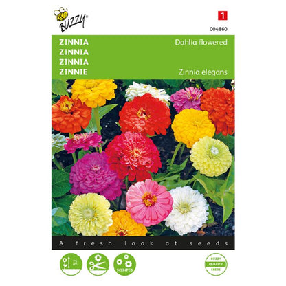 Buzzy® Zinnia Dahlia flowered, double mixed