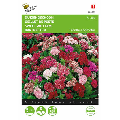 Buzzy® Sweet William Dwarf double flowered, mixed