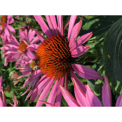 Buzzy® Purple Cone Flower