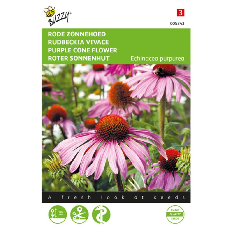 Buzzy® Purple Cone Flower