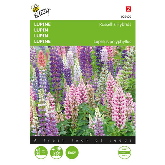 Buzzy® Lupine Russell’s Hybrids, mixed