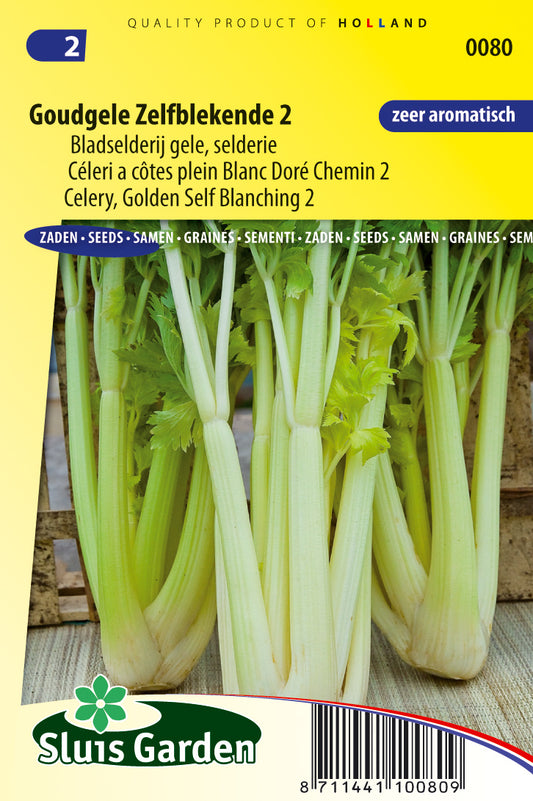 Celery Golden Self Blanching 2