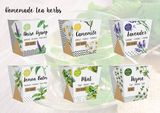 plants Homemade Tea Herbs