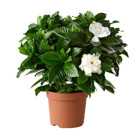 Gardenia jasminoides 'Pinwheel®'قاردينا