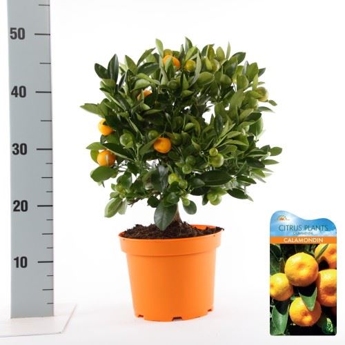 Citrus Calamondin افندي كلمنتين