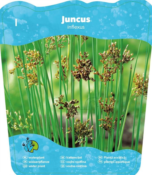 Juncus inflexus البامبو الياباني