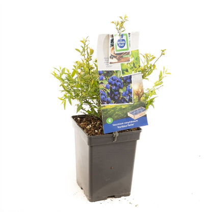 بلوبيري Hortblue Petit blue berry