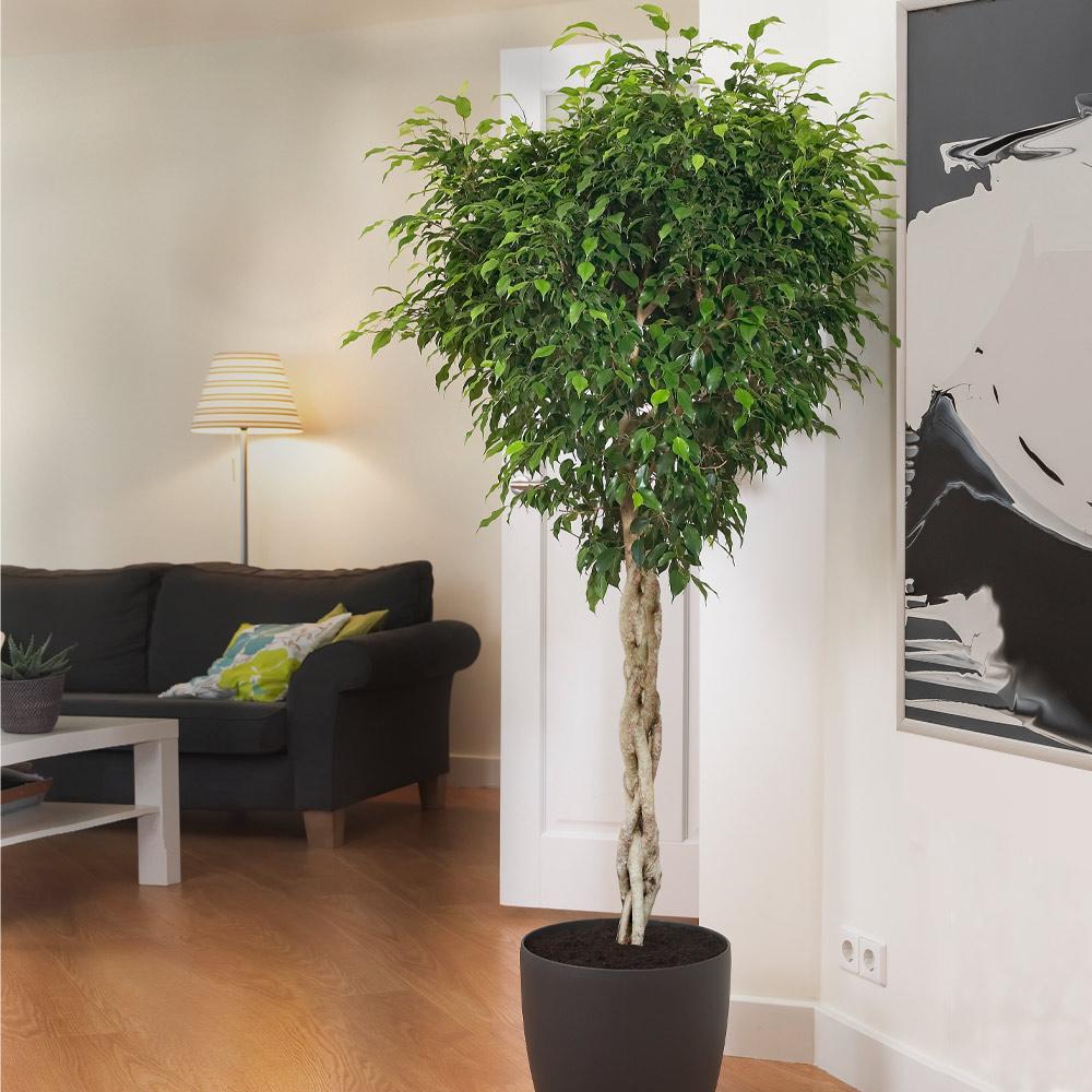 Ficus exotica double