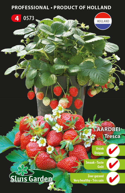 Strawberry semi-large fruited Tresca