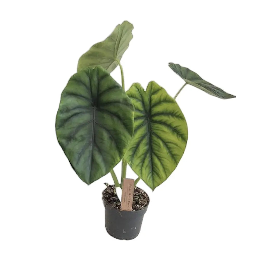 Alocasia clypeolata Green Shield