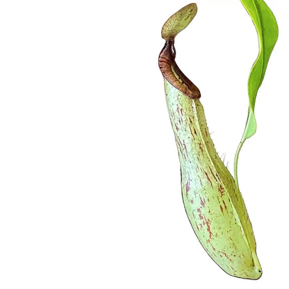 Nepenthes ampullaria