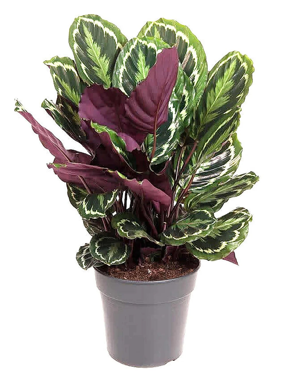 Calathea Medaillon