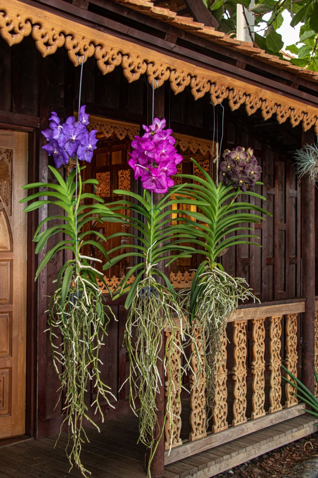 Vanda mixed XXL - Colour mixed