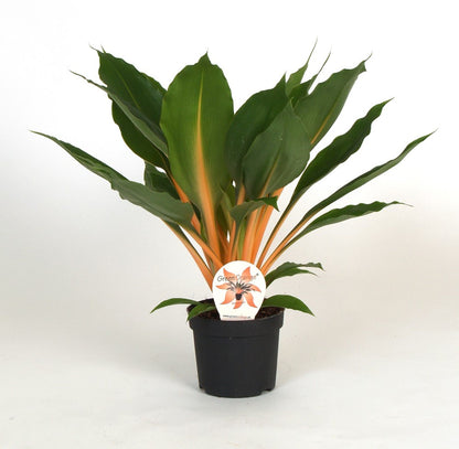 Chlorophytum Orchidastrum Green Orange كلوروفيتم أوركيداستروم أخضر برتقالي