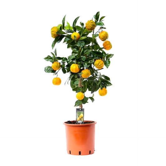 برتقال مجعد