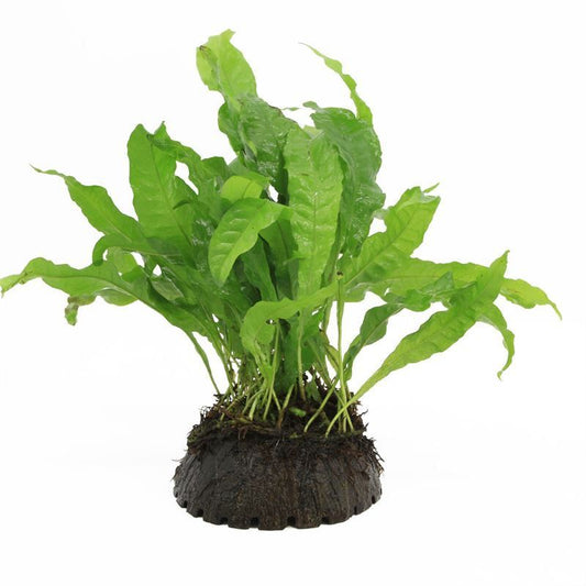 1/2 cocosnoot with microsorum