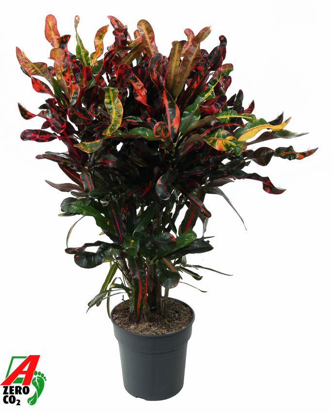 Codiaeum Mammi branched P24