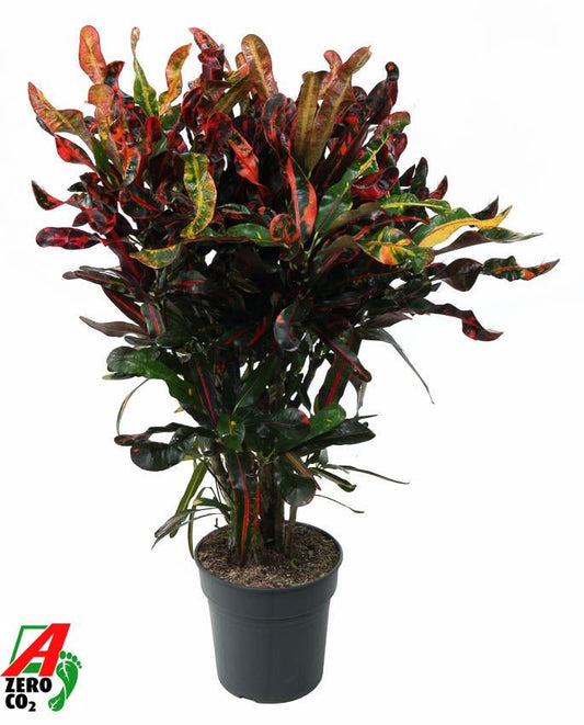 Codiaeum Mammi branched P24