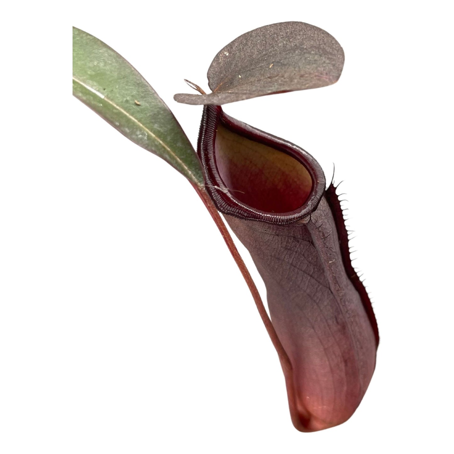 Nepenthes Rebecca Soper 14 cm in hanging pot