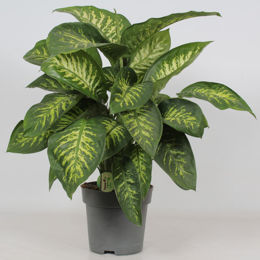 Dieffenbachia 'Reeva' ديفمباخيا