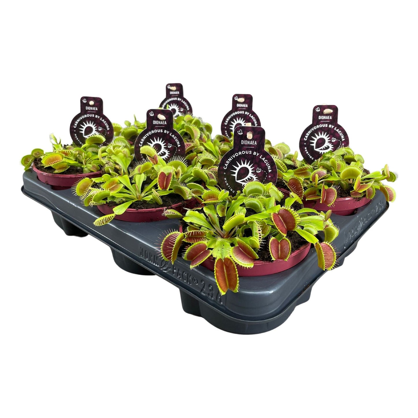 Dionaea Muscipula red dragon