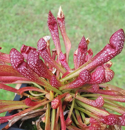 Sarracenia 'Scarlet Belle'