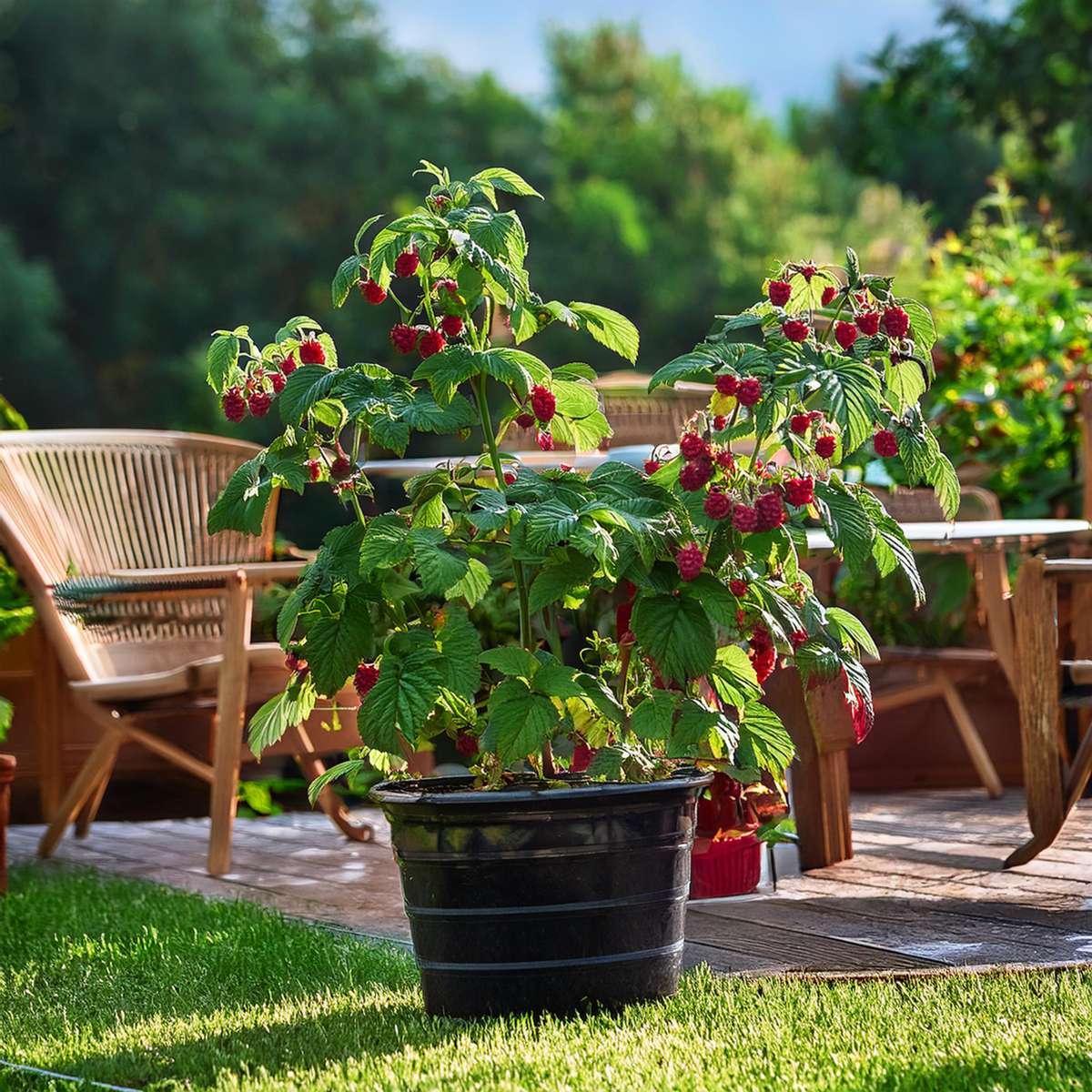 توت rusberry farmbueso red