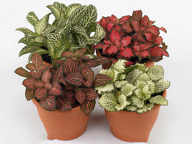 fittonia mixed 4 colours 8,5 cm x 12 packed 4 cutting(s)/pot