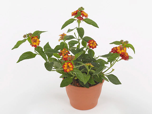 Lantana camara    لانتانا
