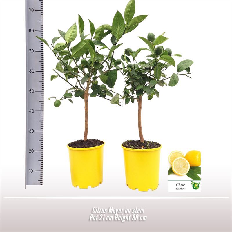 Citrus Meyer ليمون ميار