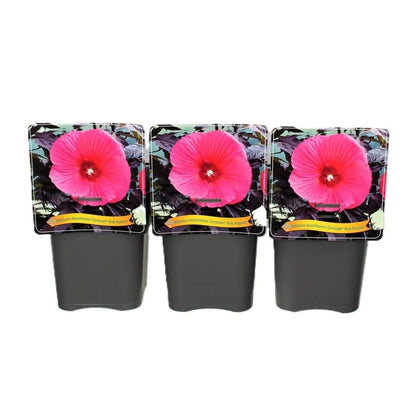 Hibiscus Moscheutos Caroussel pink Passion C5