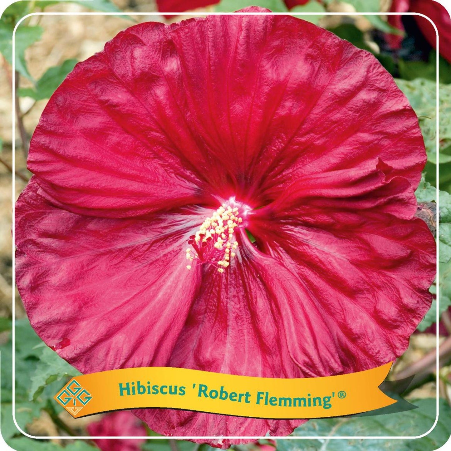 Hibiscus 'Robbert Flemming' C5