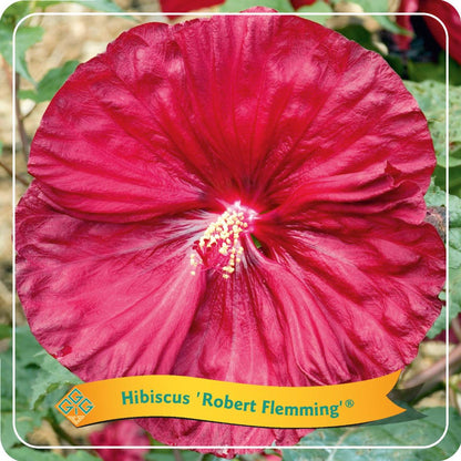 Hibiscus 'Robbert Flemming' C5