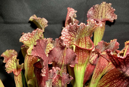 sarracenia mitch