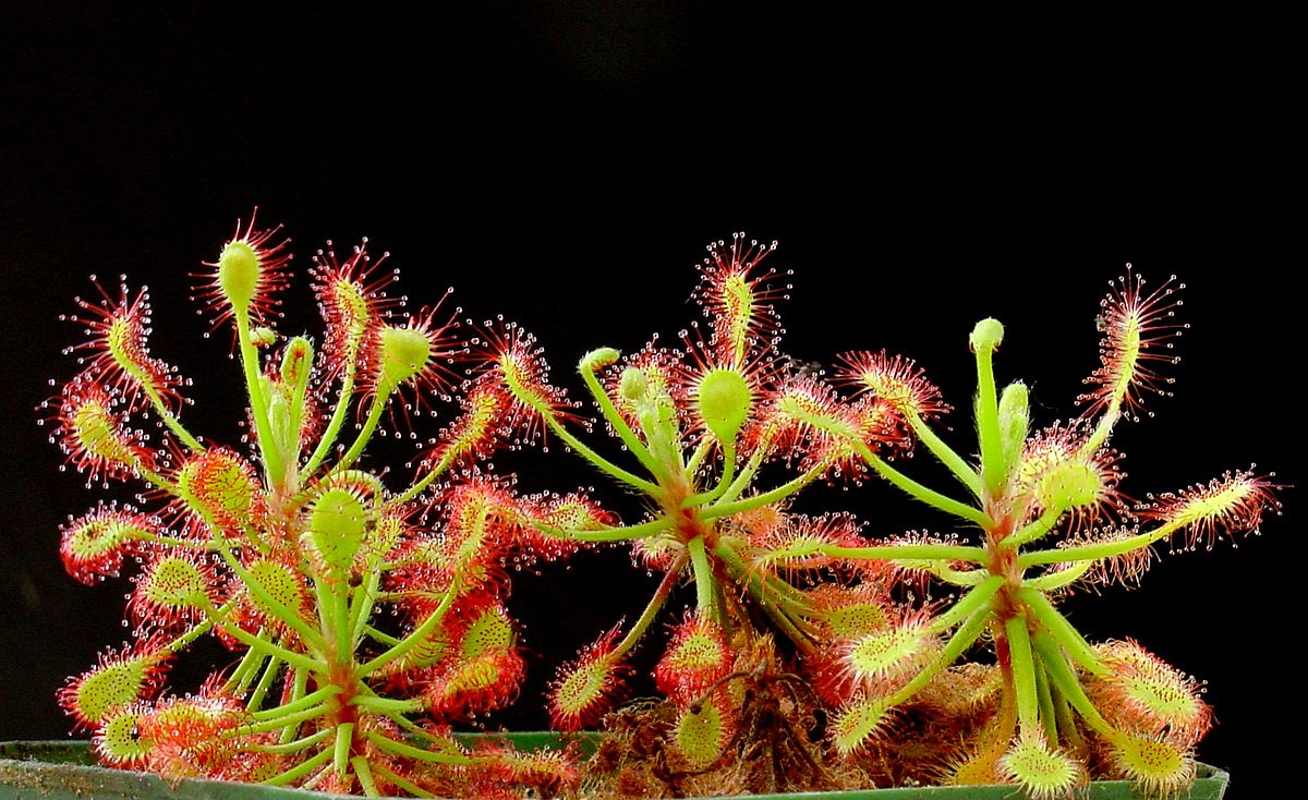 Drosera madagascariensis