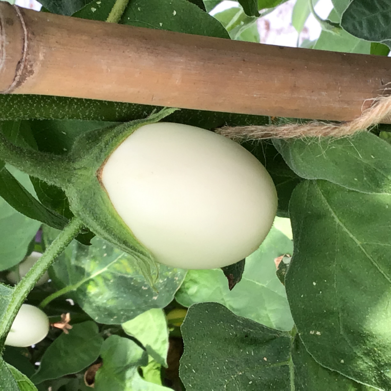 Horti Tops® Egg Plant White Eggs