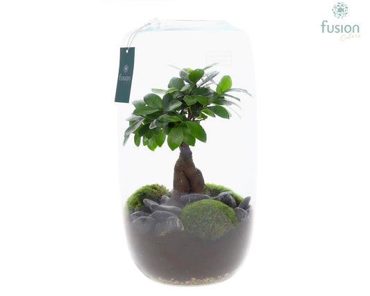 حوض زجاجي شجرة الفيكاس  XXLarge with Ficus Ginseng