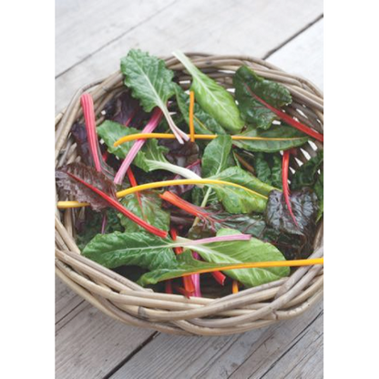 Horti Tops® Swiss Chard Bright Lights